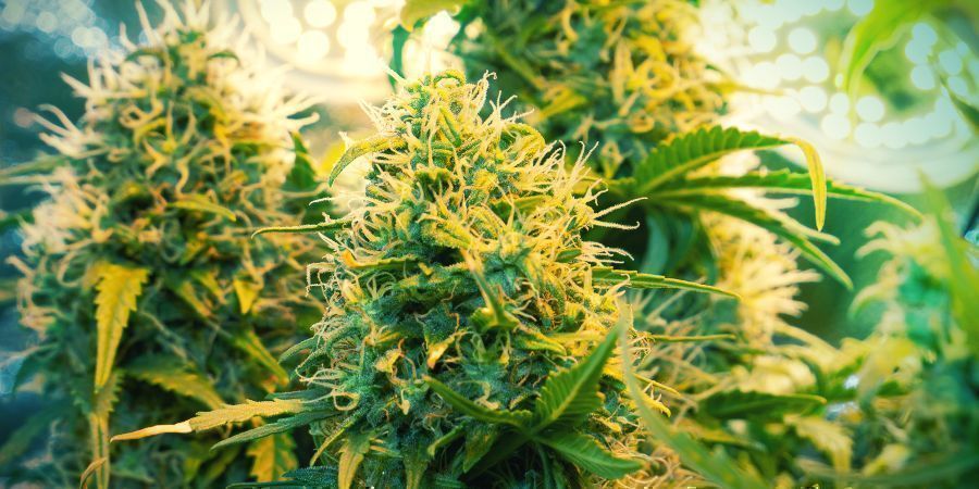 How To Top Your Cannabis Plants - Zamnesia